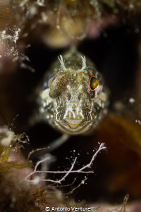 Mediterranean blenny_October 2025
(Canon RF100,1/200,f9,... by Antonio Venturelli 